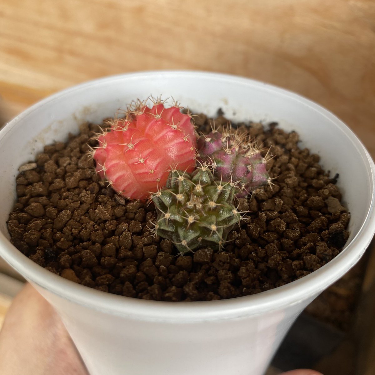 CactusDoubleK's tweet photo. แฝดสาม 💜❤️💚
#แคคตัส #ยิมโน #cactus #ไม้ประดับไม้ตกแต่ง #ราคาถูก #ของตกแต่งห้อง #ต้นไม้ด่าง #ต้นไม้ #คริส #แคคตัสคริส #โลโฟ https://t.co/9emrDQDyqm