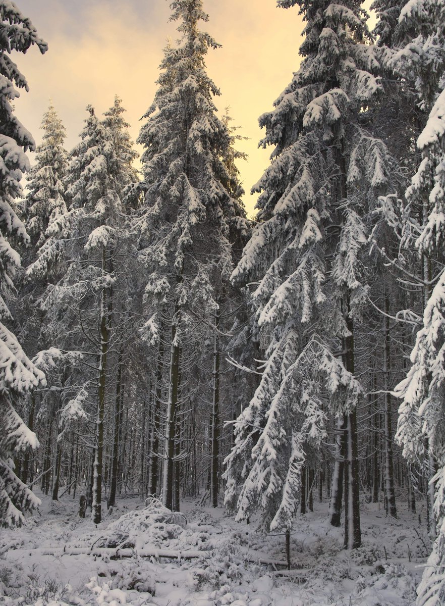 gorgeous_pix's tweet photo. "High Fens, Belgium Sunsets in snowy Belgium just hit different. From u/DylanHuv on /r/earthporn #snowybelgium #hitdifferent #highfens #belgiumsunsets #earthporn" https://t.co/nfXb2W66wj