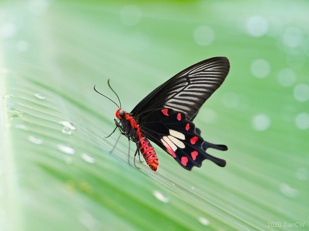 Gal Oya Lodge tweet media