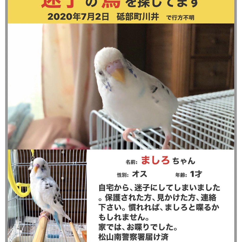 mashiro77ks's tweet photo. 2020.7.2に #迷子セキセイインコ にしてしまいました。お喋り出来てました。身体小さいです。 #愛媛県 #砥部町 #松山市 #伊予市 #松前町 #東温市 20キロは、飛ぶのでネットしない方にお伝え下さい。#白ハルクイン  #ましろ 迷子の時1才です。 https://t.co/e3xlZe1hym