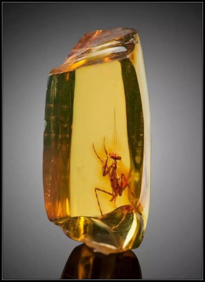 ancientorigins's tweet photo. 12 million year old Praying Mantis

https://t.co/em60tarFT9 https://t.co/9VmK7jS2el