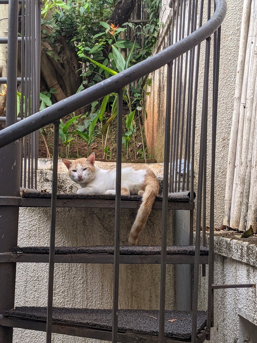 GarethEswin's tweet photo. The neighborhood #Cat decided to make his presence felt and welcomed me back with the loudest meows a cat can make! 
#Goa #Home #CatsOfTwitter #CatsOfInstagram #CatsOfGoa https://t.co/xos46Gq94d