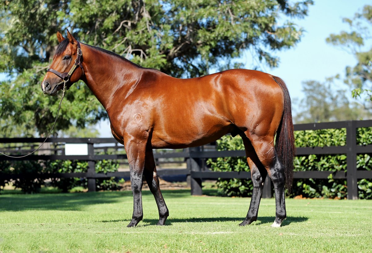 NewgateFarm's tweet photo. Win No  5⃣for  son Our Deep Agenda, proving too good for his rivals @SAJockeyClub 💪💪

Well done to the team @OConnorRacing1 &amp; @Jaseholder98 ‼️  

More wins in store for this @EmiratesPark bred son of Deep Field ☄️

Congratulations to all connections 👏👏
#TheFastestMeteor https://t.co/zmD3ROU6an