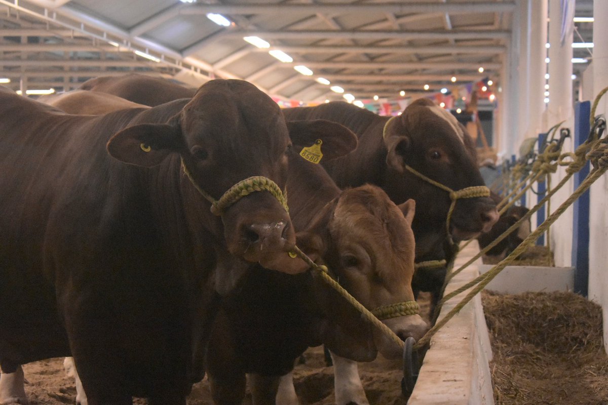 RuralTam_mx's tweet photo. Ven y disfruta con tu familia de la a cultura, la gastronomía de la región, además de la exhibición impresionante de ganado beefmaster.
#RuralTam https://t.co/qqeiadsWHo