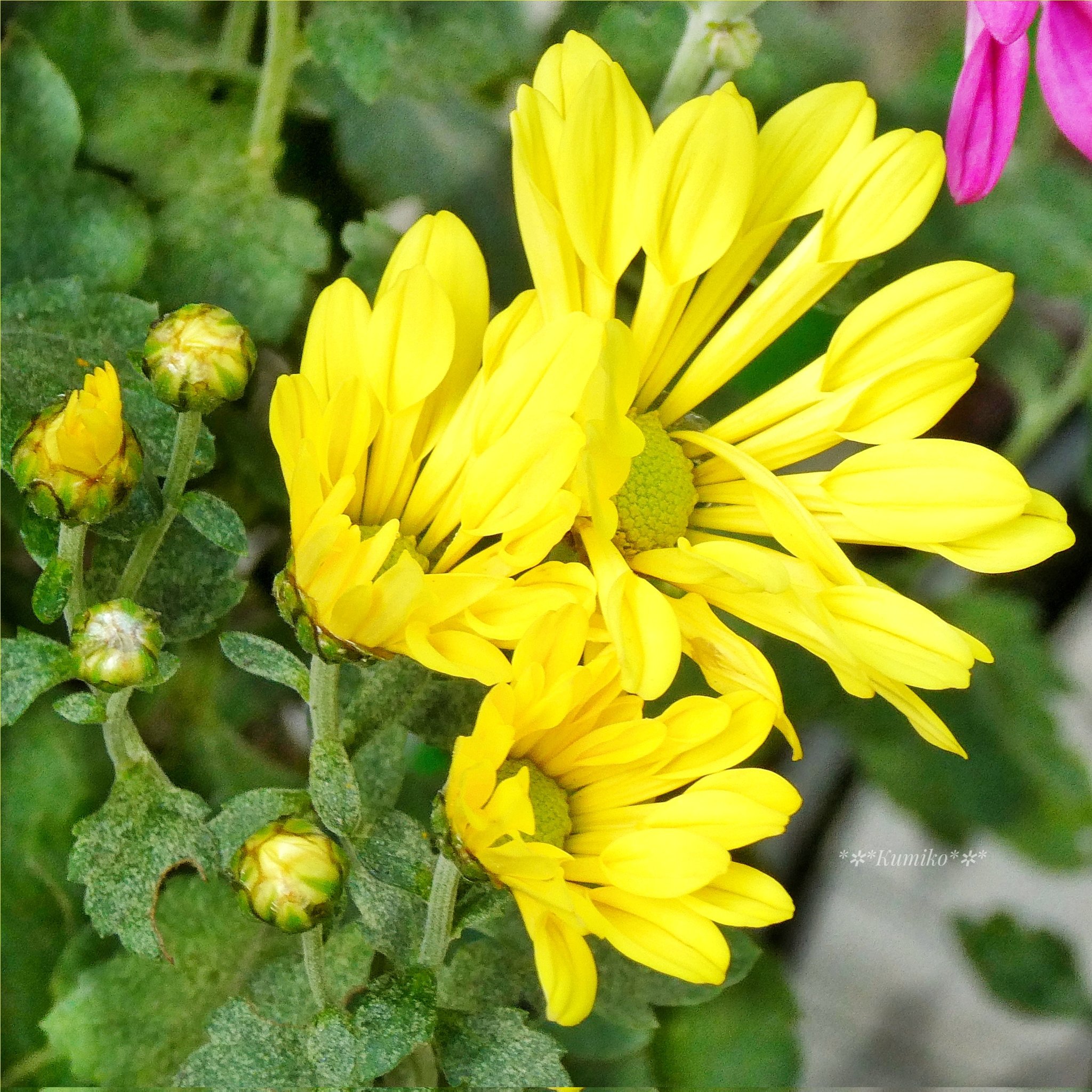 西洋菊 Twitter Search Twitter