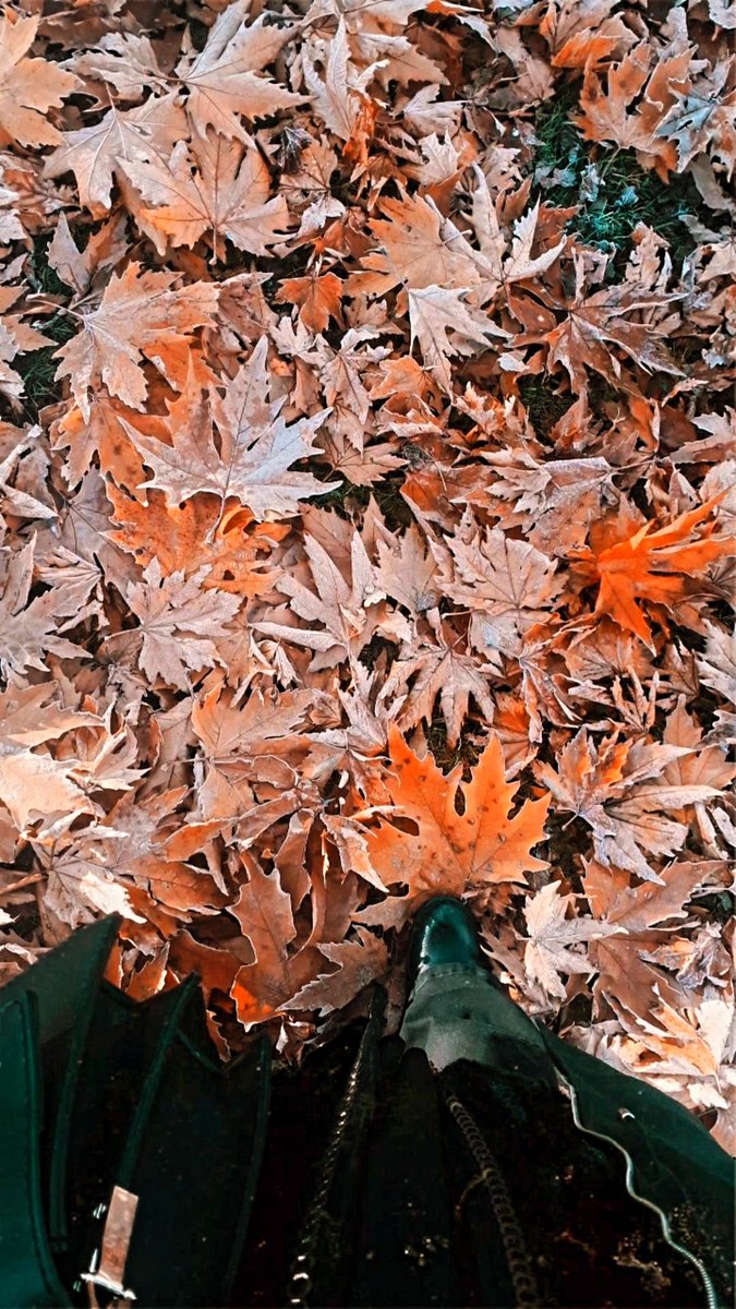 Belki de her bir yaprağın bir hikayesi vardır.. #sonbahar 🧡
