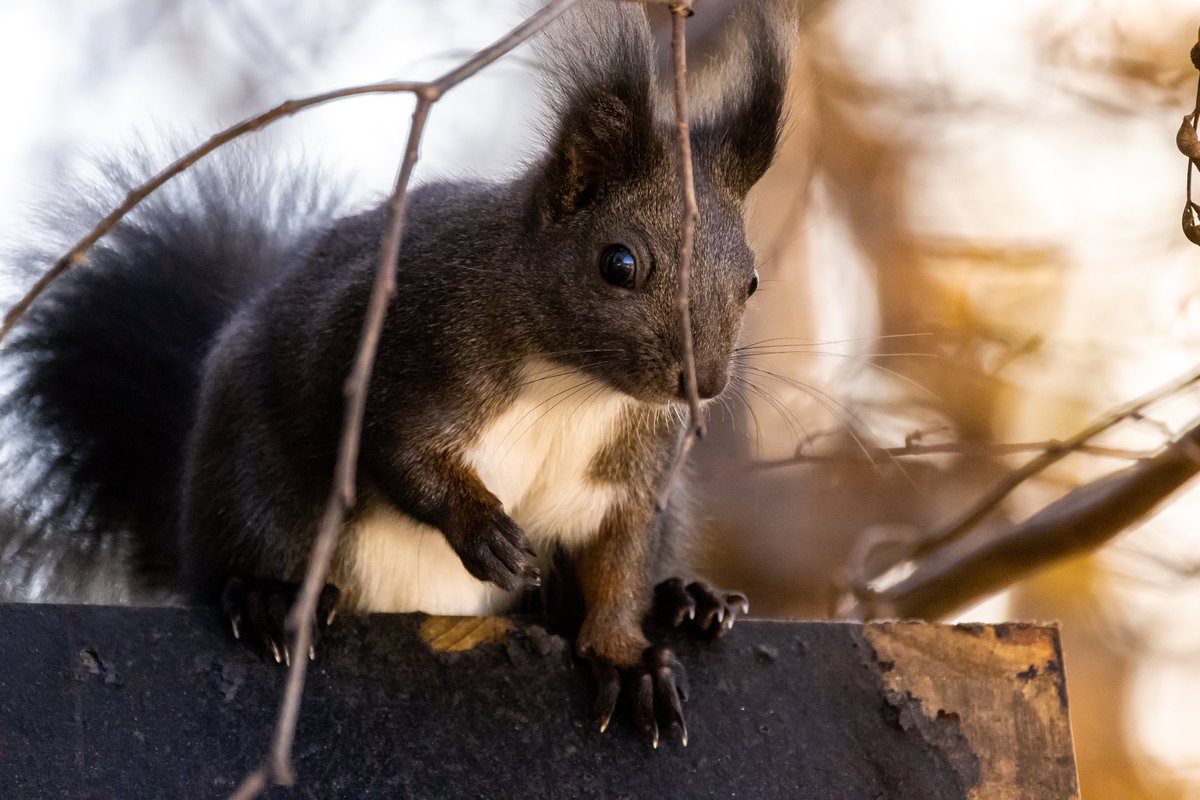 Manuel Auer tweet media