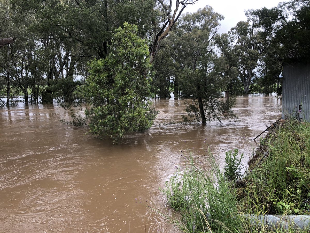 Lachlan River at our pump shed 1km downstream of Nanami gauge. Sitting at 10m at Nanami now, will reach major flood level of 10.7m in the next few hours. Looking like it will get above 12m tomorrow. Shaping up to be as high as the 2016 floods.