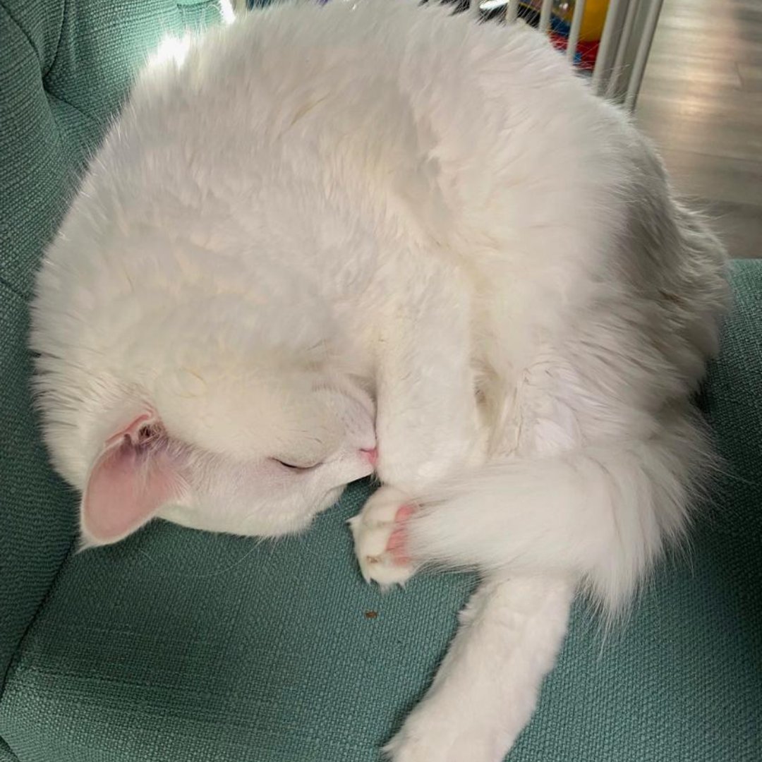 HonestHaul360's tweet photo. #catloverπ» #catsofsydney #catsofsg #catsanddogslivingtogether #catsthemusical #cattledogpuppy #catwomancosplay #headstones #catfeaturefriends #cathkidstonpremium #cats_of_the_world #catsinstagram #headphone #cats_today #cateringmurah #catrescue #catalogo #catalina #headlights https://t.co/CXOIhwDRdi