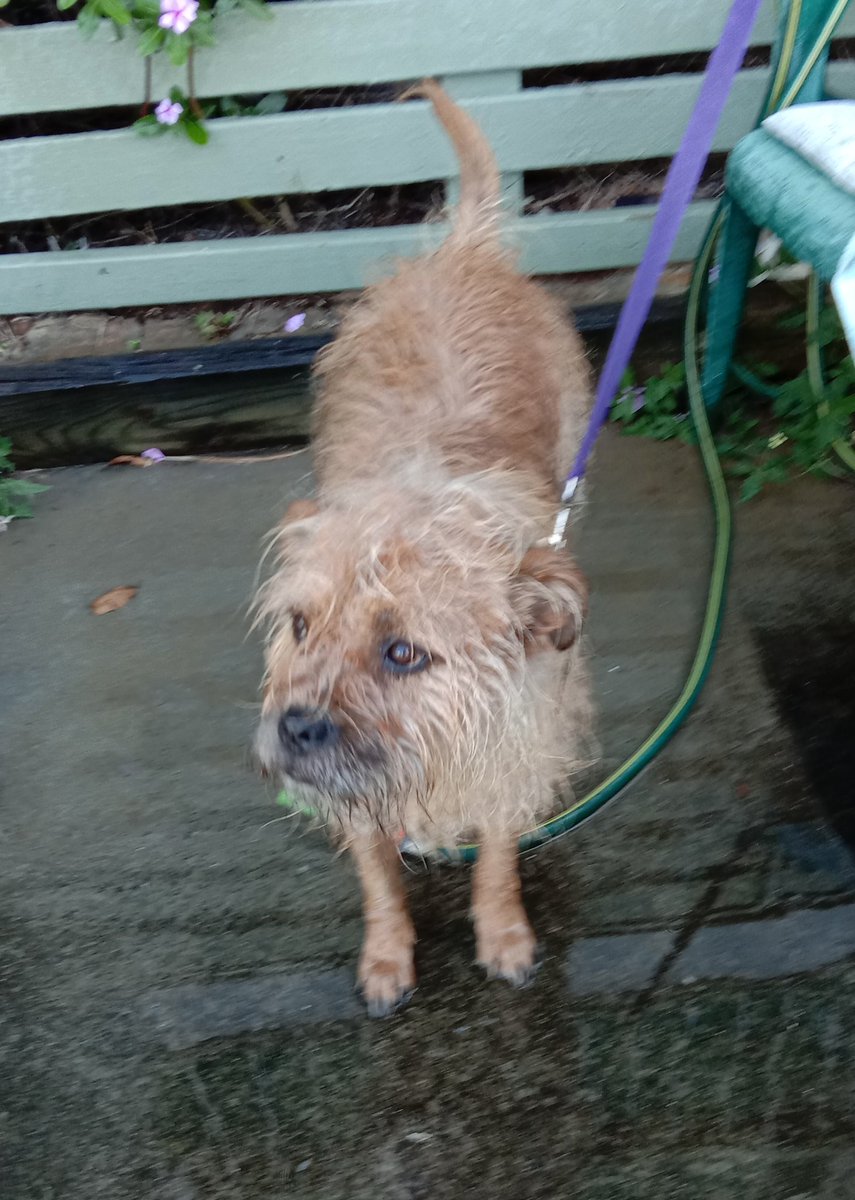 Poppy_MindDogAU's tweet photo. Don't moan about bath time pals...
Or you might end up just getting a public hosing 😏 it's not a bad massage tho 👌🏼 #HighPressure #SandRemoval #AussieDogs #BTPosse #ShakeyShake https://t.co/5zqtVhFuoa