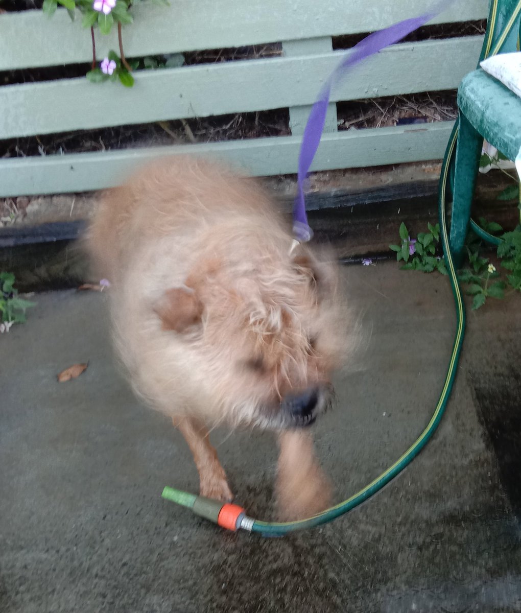 Poppy_MindDogAU's tweet photo. Don't moan about bath time pals...
Or you might end up just getting a public hosing 😏 it's not a bad massage tho 👌🏼 #HighPressure #SandRemoval #AussieDogs #BTPosse #ShakeyShake https://t.co/5zqtVhFuoa