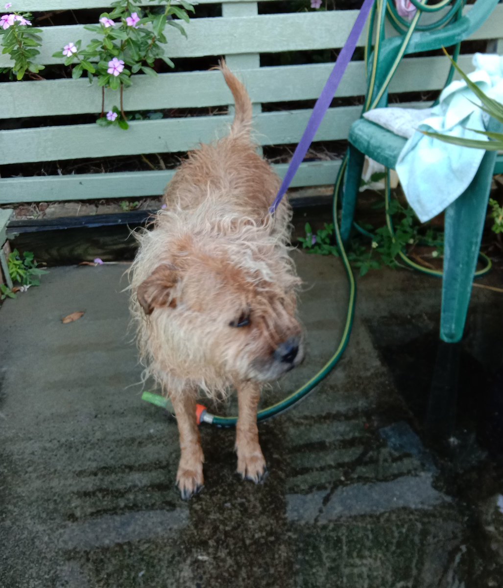 Poppy_MindDogAU's tweet photo. Don't moan about bath time pals...
Or you might end up just getting a public hosing 😏 it's not a bad massage tho 👌🏼 #HighPressure #SandRemoval #AussieDogs #BTPosse #ShakeyShake https://t.co/5zqtVhFuoa