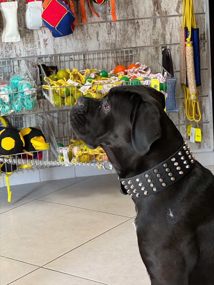 ®️様確認ハスキー　ラブラドール　龍 様確認ハスキー ラブラドール 龍 保護した「ラブラドール/ハスキー