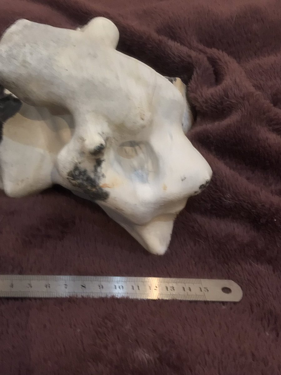 SX88428589's tweet photo. @NHMdinolab 

Seriously: 

I have had a well known even to you palaeontologist tell me to take them to you but make sure a “Specialist” looks at them.
2 orthopaedic surgeons and a vet say they have no idea what it has come from - but it is 100% anatomical most likely vertebrae https://t.co/QRXa7mwIaO