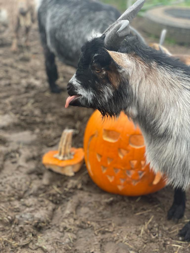 stevejamesltd's tweet photo. Just wanted to say a big thanks to everyone who kindly brought our goats leftover pumpkins to enjoy 😊 As you can see, they were definitely a hit! 🧡 #workdkindnessday #goats #SaturdayMotivation #thankyou https://t.co/gu5AOYNaeJ
