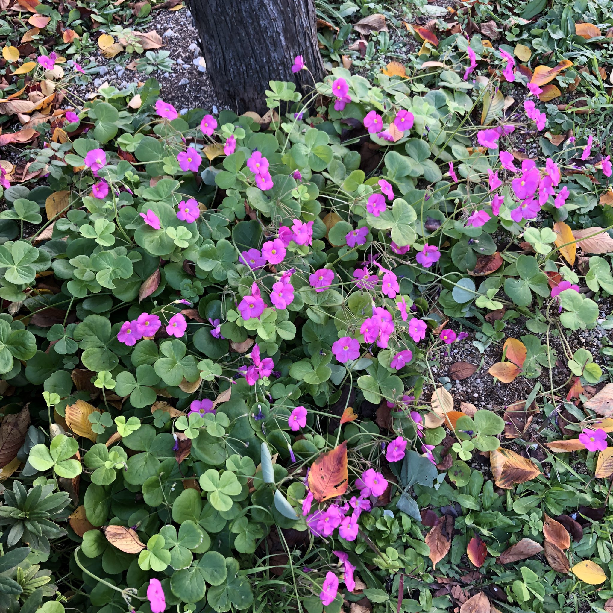 花の名とか Botanical Tw Twitter