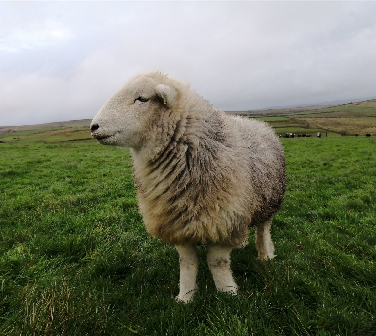 highfieldsherdy's tweet photo. Where did everyone go??? 
#droopsy #herdwicks #farm #peakdistrict #newpasture https://t.co/AcbWv6cEKj