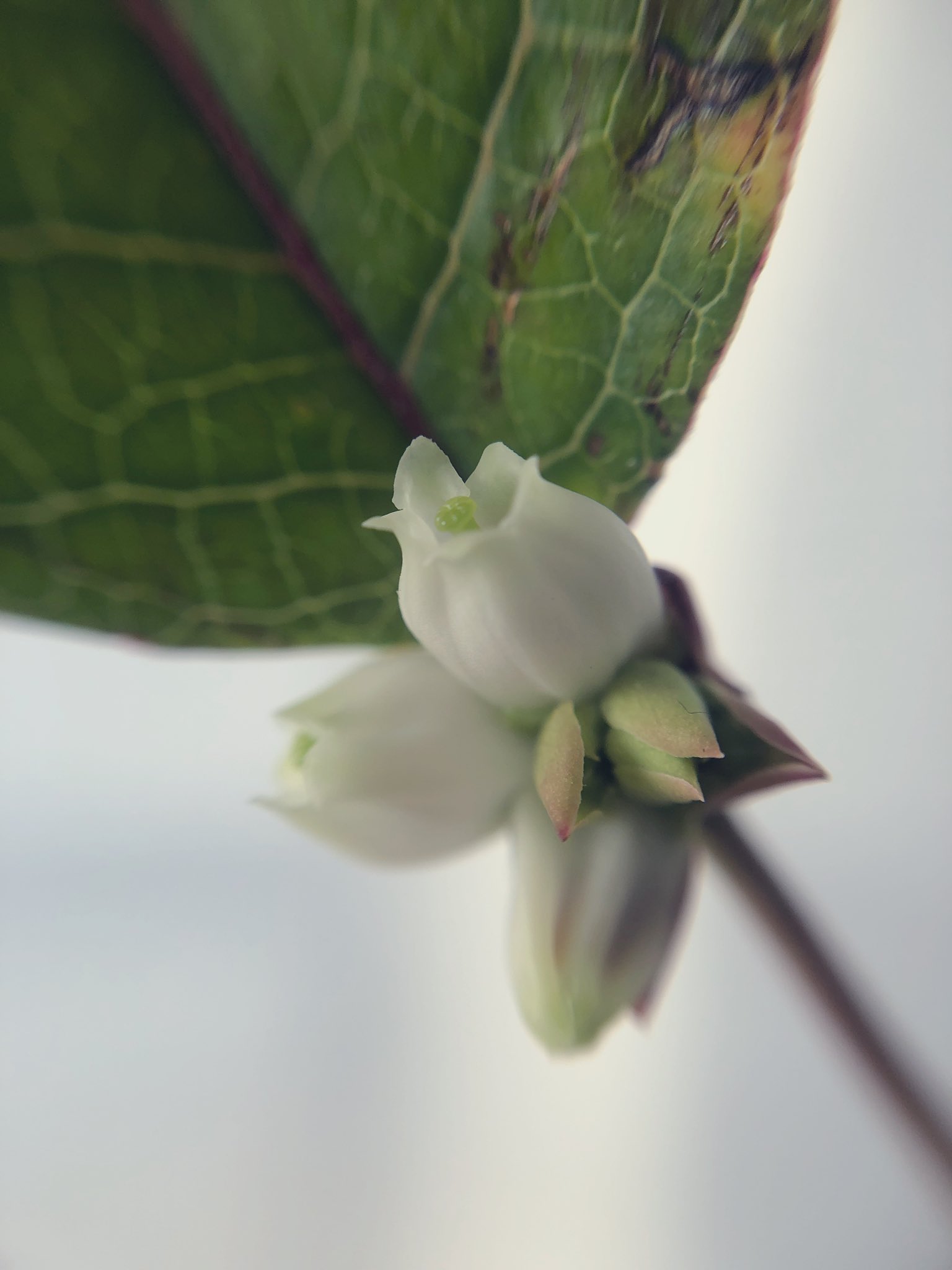 Ainoa 生花のない花屋 ブルーベリーの枝物で紅葉を楽しんでいたんですが 花も咲いてくれました 鈴蘭のようにしとやかな 綺麗な花 ブルーベリーの花言葉は 実りある人生 思いやり 花言葉を身にまとう ブルーベリー T Co Rgjdiwzrgb Ainoa 生花のない花屋 ブルーベリーの枝物で紅葉を楽しんでいたんですが 花も咲いてくれました 鈴蘭のようにしとやかな 綺麗な花 ブルーベリーの花言葉は 実りある人生 思いやり 花言葉を身にまとう ブルーベリー T Co Rgjdiwzrgb