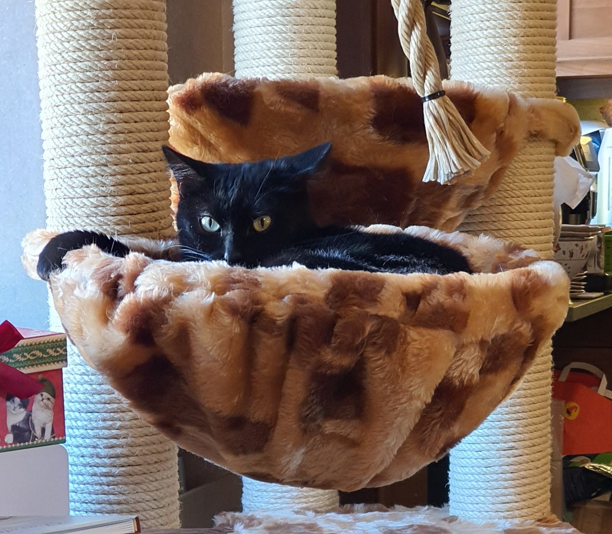 Ich habe das ungute Gefühl dass ich beobachtet werde. Woher nur?🤔🧐