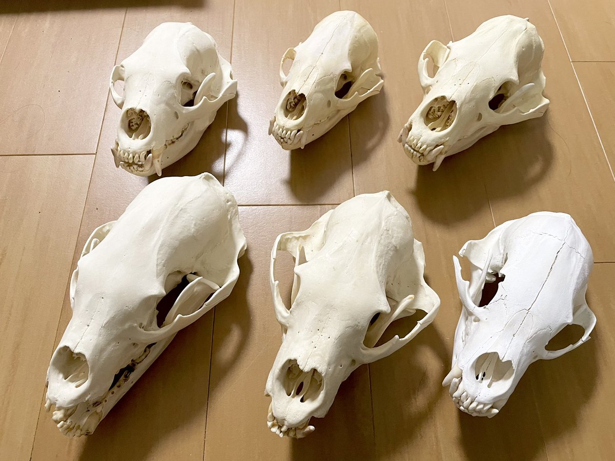 inoshishinohito's tweet photo. 【プレゼント】
歯の破損が多くて売り物にならないやつが何個かあるんで１つだけ

RTしてくれたフォロワーから抽選でツキノワグマの老体の骨格標本を１つ贈ります（状態は良く無いよ！）

期限は��の誕生日の11/17まで https://t.co/m4qPOJcjIK
