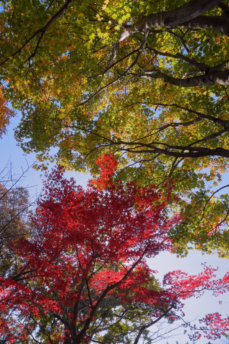 ୨୧⑅*こばと。ページ୨୧⑅* ୨୧::::::::::୨୧::::::::::୨୧::::::::::: 盗み食い . #ふうすけ