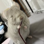 ニコッと笑いながらメガネを破壊するチンチラが可愛すぎて怒れないw