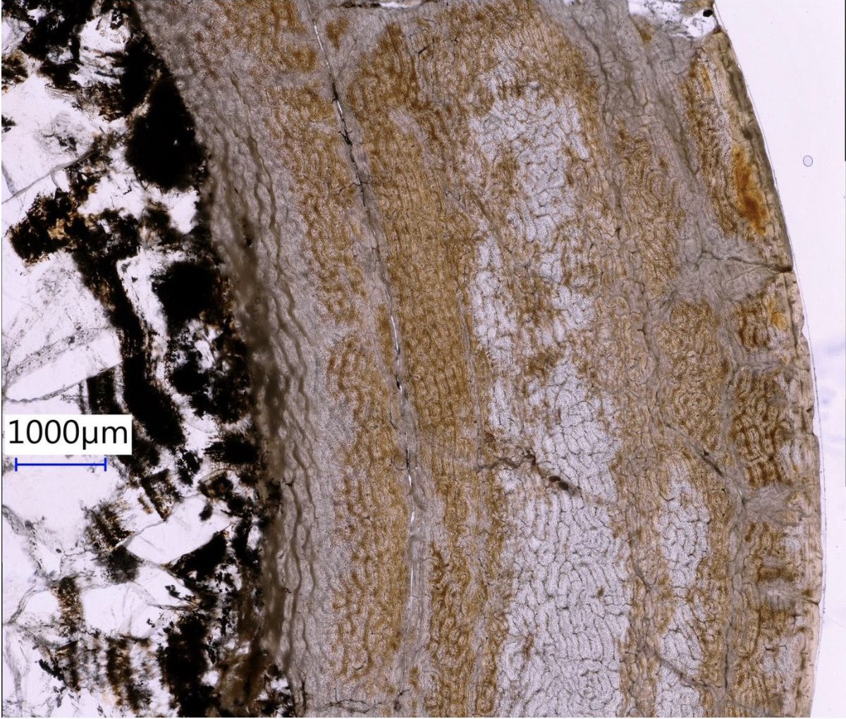 Lindsay Zanno tweet media