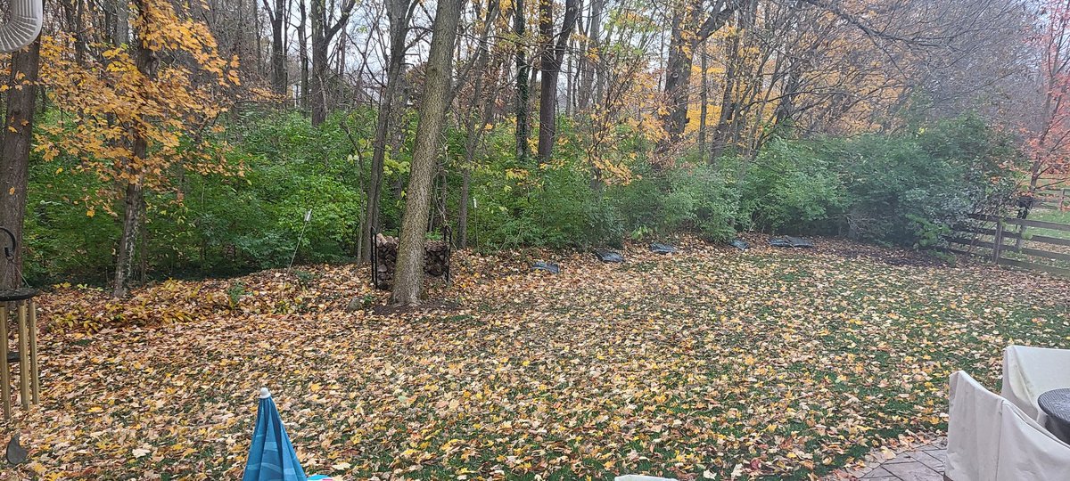 TurPhDude's tweet photo. Ugh... today's project is to find my lawn again! #SoManyLeaves
#TurPhDude #LostInTheLawn #ItsAlmostNotFair #Turf #ScottsProVista #Scotts #ProVista #HalftheMow #grass #turfgrass #lawn #lawncarelife #grasslife #stripelife #lawnporn #lawnrenovation https://t.co/uhWI0mtT0a