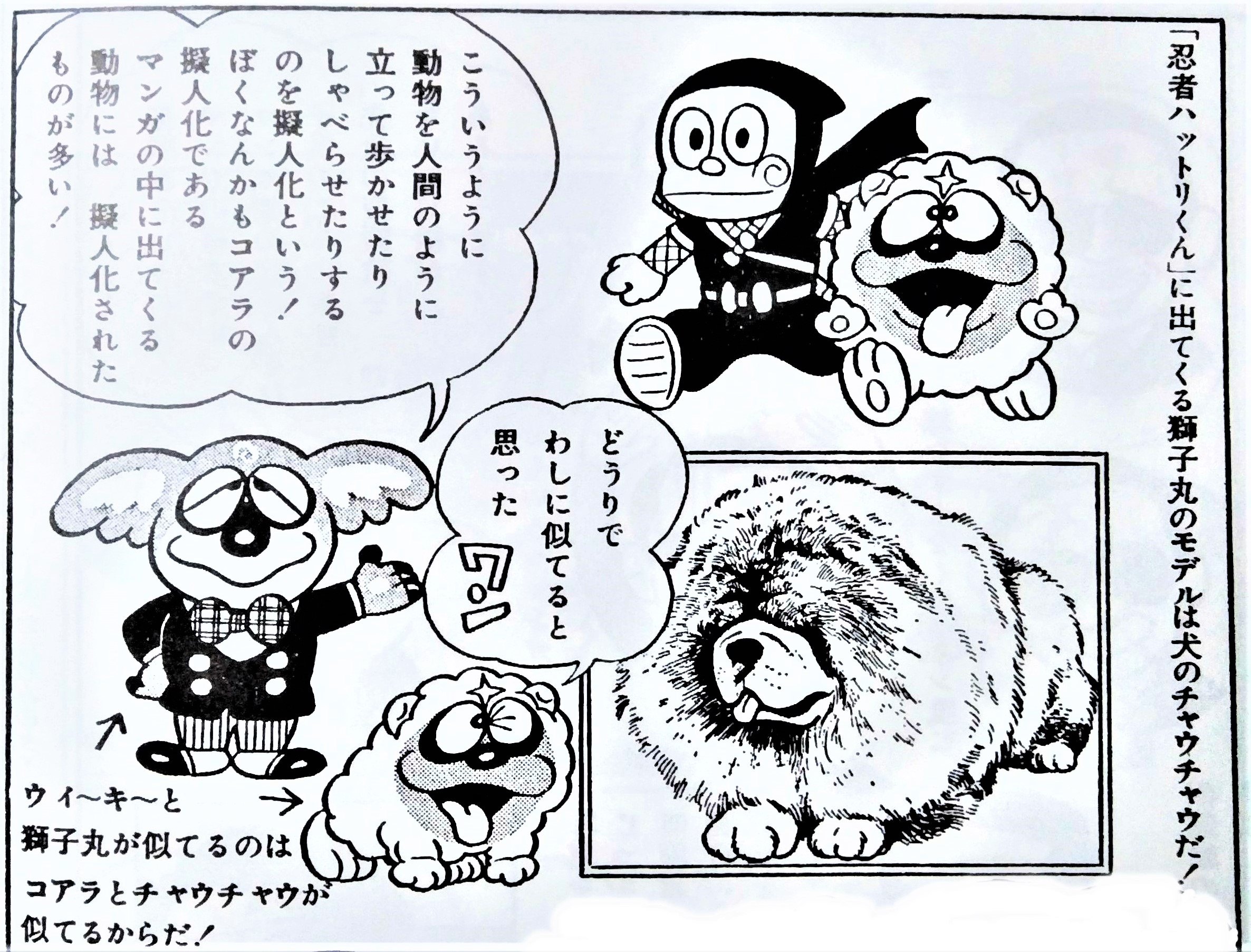 稲垣高広 仮面次郎 Twitterissa 忍者ハットリくん の獅子丸のモデルはチャウチャウなんだワン 画像は 産経新聞1984年5月10日付 夢トンネル ウィ キ のマンガ教室 より T Co Xxkcgror1m Twitter
