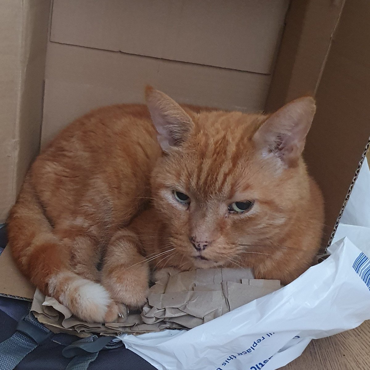 mummyfordof10's tweet photo. Yesterday we had to say goodbye to our beautiful Dave. For nearly 14 years he has been by my side, listened to my worries and soaked up my tears in sad times, and been there for all our happy times.  #ForeverMyNumber1 https://t.co/QpPgApPLdJ
