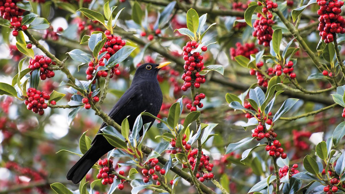 PeriodLivingMag's tweet photo. Trees with red berries – our favorite berry trees for color and interest https://t.co/rosKRrZsl7 https://t.co/ZM3rs6EUQD