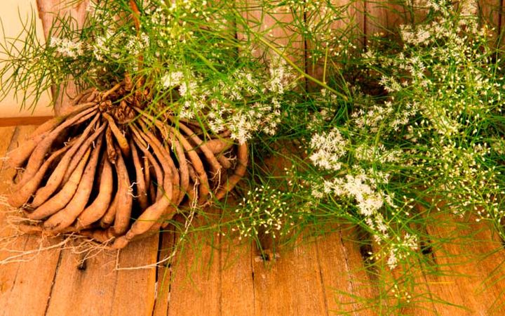 escuelaayurveda's tweet photo. ¡Usos medicinales del shatavari en la medicina Ayurveda! Shatavari o Asparagus racemosus ha sido utilizada durante siglos en la medicina Ayurveda como apoyo del sistema reproductivo, particularmente en mujeres, y como soporte del sistema digestivo, en especial cuando hay exceso d https://t.co/ejRBDOqGLt