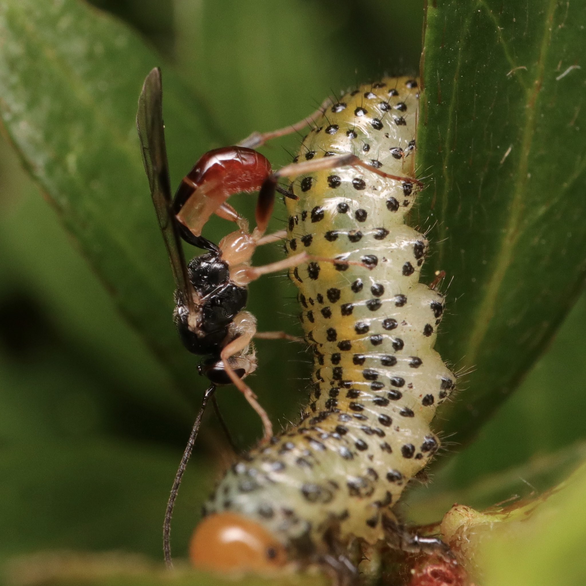 Emura Tetsuya ツツジの植込みに大量発生してたハバチの幼虫たち 涼しくなってスズメバチ類もいなくなって勢いが凄かった 今日見てみたら 次々に寄生バチが卵を産みつけてた 体長7mmほどのヒメバチ ルリチュウレンジに寄生するハチ 何かわかりますか