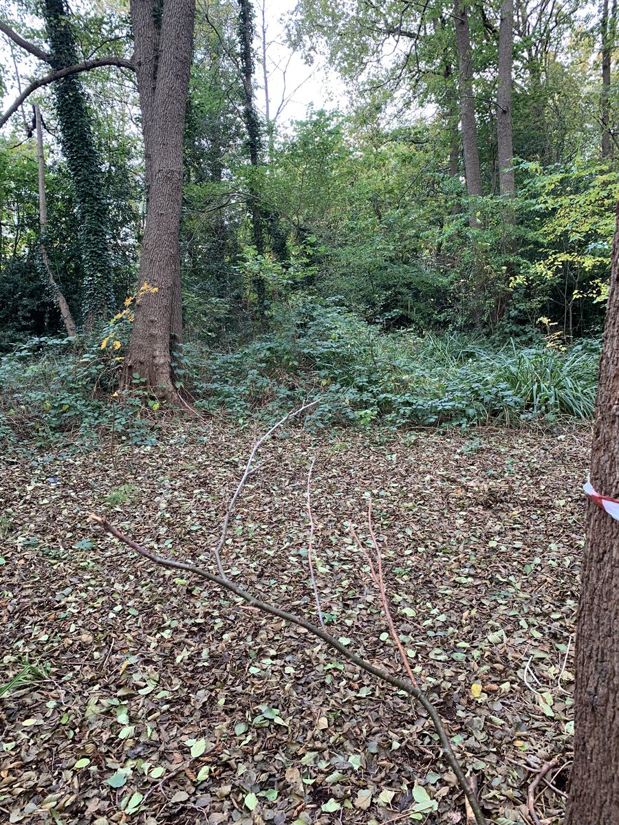 KateSLangford's tweet photo. Great morning with @high_broom volunteers clearing brambles https://t.co/V2RVhwoKOm