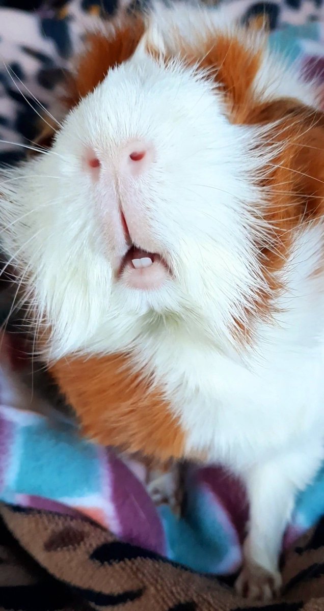 graceamazes1's tweet photo. Hey PIGMOM! SEE these TEETH?
They'd LOVE to be CHEWING something right about NOW....
#DemandingDiva #HANGRY
#NotSoSubtleHints #guineapig
#SaturdayMorning 😋‼😛🤭 https://t.co/obq6gHk16S