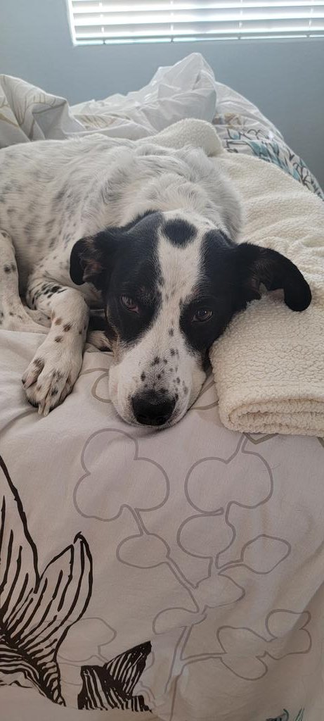 Kerrie_Kramer's tweet photo. @BronaghTumulty Brought one home 10 years ago, and he's never left. 😍 #stillinmybed https://t.co/0CnPL702EH
