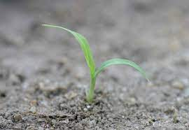 Digitaria sanguinalis (Pasto cuaresma), Eleusine indica (Pata de ganso) y Echinochloa crus-galli (Capín) son 3 gramíneas primavero-estivales que suelen confundirse entre sí al momento de indentificarlas. Va una miniguía para diferenciarlas 👇...