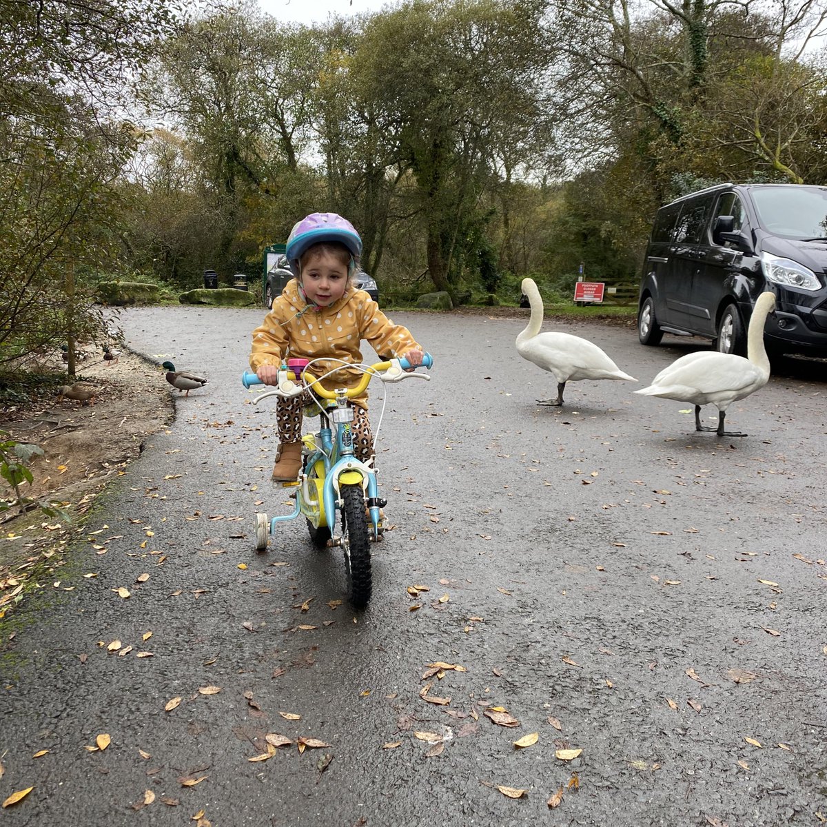 jamescutlan's tweet photo. Daddy, daughter moments π
.
Riding around the duck pond π¦π² followed by lunch at AJs βοΈπ°
.
#RidingThroughMuddyPuddles #IzzyJune https://t.co/GRl6GJFEtZ