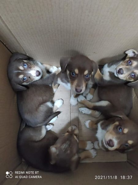 Luca_15_5's tweet photo. 🆘🆘🆘 SONO STATI RITROVATI  QUESTI 6 CUCCIOLI INCROCIO HUSKY 3 MASCHI E TRE FEMMINE. LI HANNO PORTATI DAL VETERINARIO PER LE CURE DEL CASO
PER INFO 333/9985403
I cuccioli sono in Sicilia e arrivano con staffetta autorizzata dopo preaffido positivo e modulo di adozione compilato. https://t.co/EYqg7bDSa0
