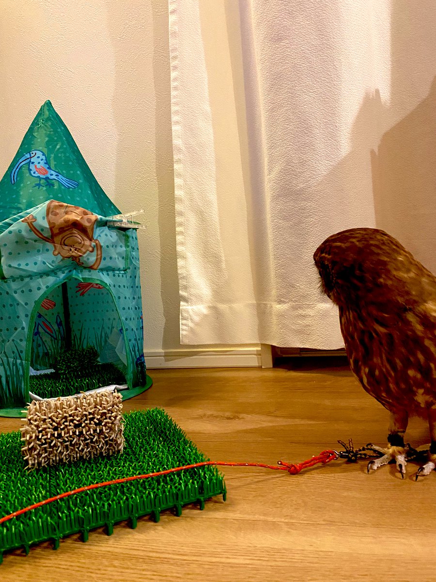 gijitaro's tweet photo. また何か買ってきた…🦉

＃ニュージーランドアオバズク　＃フクロウ https://t.co/hxS22cfZIL