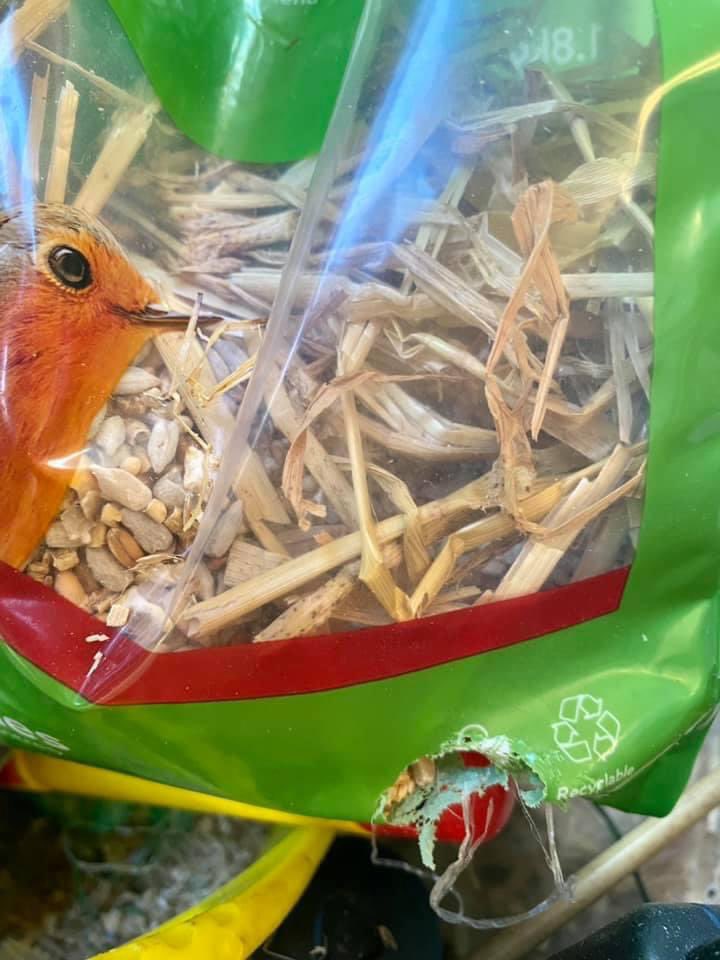 mariatkemp's tweet photo. Made the mistake of not putting the robin food in a sealed container. The mice have decided instead of just helping themselves to it, it was easier just to move straight in! https://t.co/Z86IfGXLG0