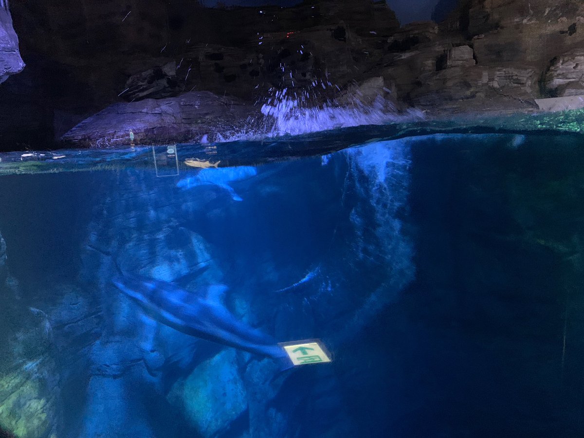 パタゴニカス (patagonicus214) Twitter