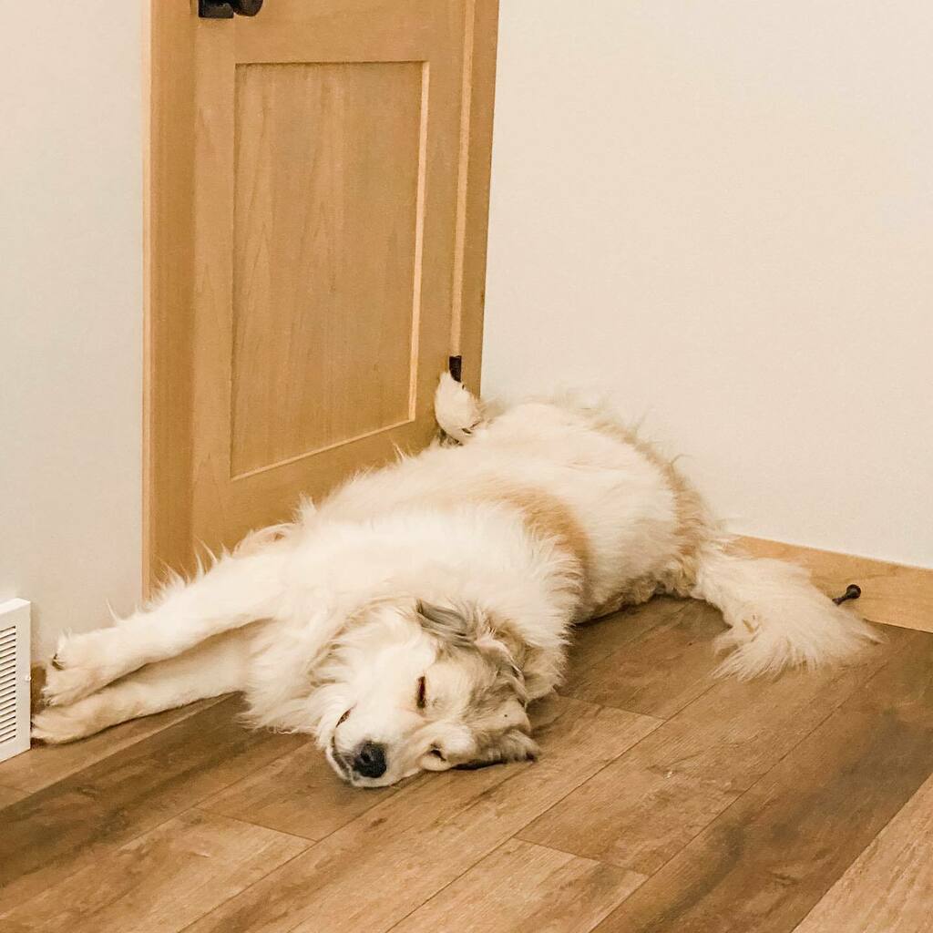 humphreythepyr's tweet photo. Mavis is keeping the day out. I guess we are sleeping in this Saturday 🤷🏻♀️ .
.
.
.
.
.
#mavisthepyr #myhousmanpyr #greatpyrenees #greatpyreneesofinstagram #pyreneanmountaindog #chiendemontagnedespyrénées #dogsofinstagram #largebreeddogs #bigdog #sleep… https://t.co/UtW9PhghjO https://t.co/3tWHpMBHAZ