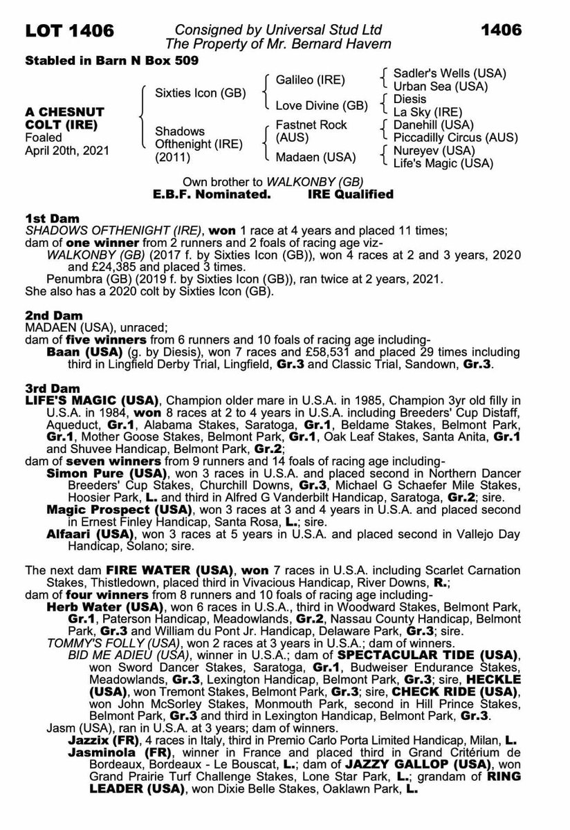 StudUniversal's tweet photo. Cracking little Sixties Icon chestnut colt at the sale today,@tatts_ireland #GetInvolved #UniversalStud
https://t.co/upC6a9cc68 https://t.co/O7J1i634k1