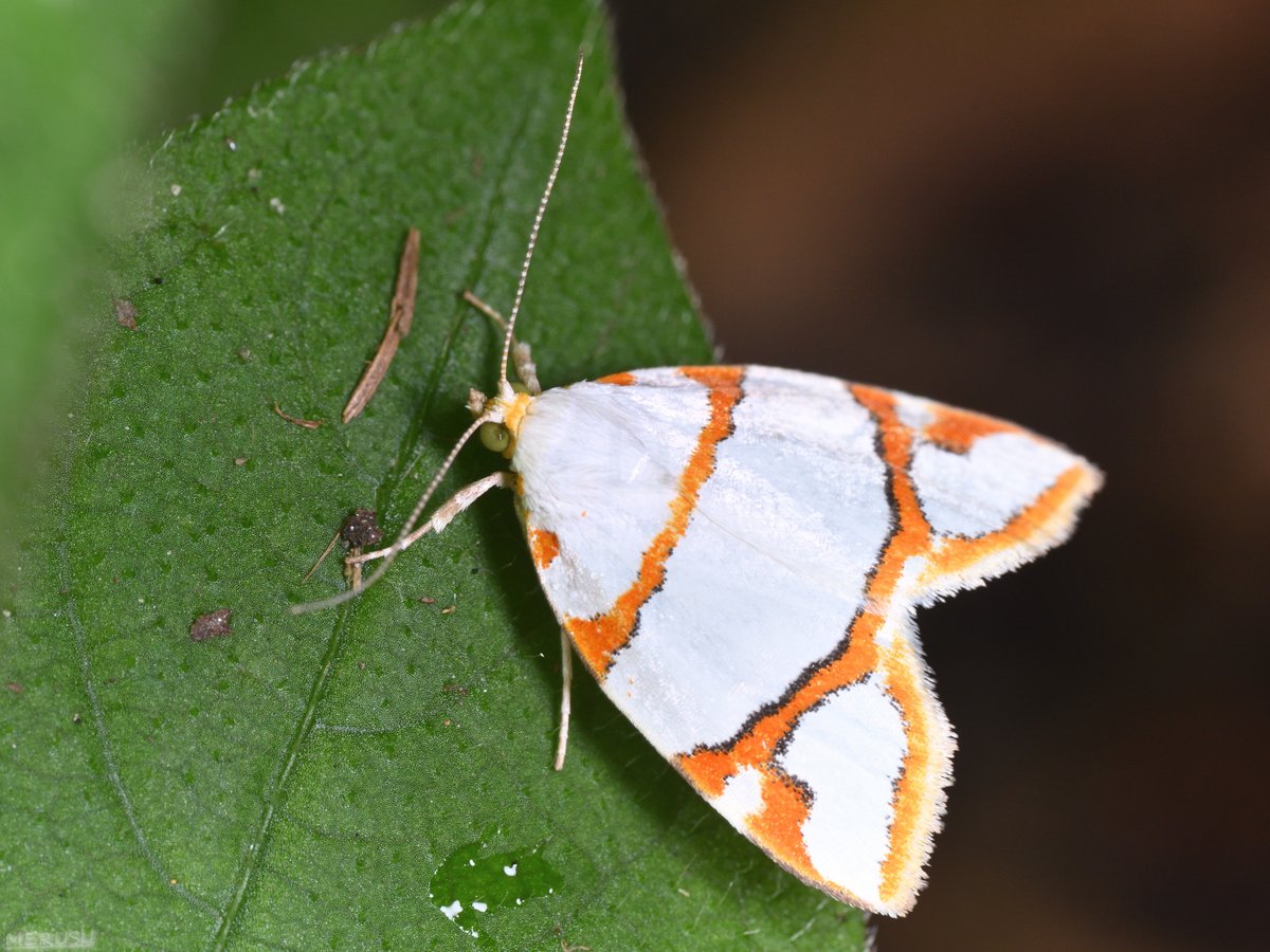 MERUSU's tweet photo. ギンボシリンガ。無紋型と呼ばれる純白の個体もいるそうな。見てみたい。(8/7) #photography #bugphoto #bugphotography #moth #Ariolica #argentea https://t.co/9Sb1RH4UWv