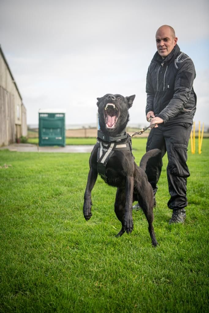 DC_PoliceDogs's tweet photo. TPD Bond is definitely enjoying his Initial course with handler Ben. I’m not sure our Instructors are enjoying it quite so much when they are having to take his bites. Just completed week 10 with 3 to go. https://t.co/nmZCgOIg3h