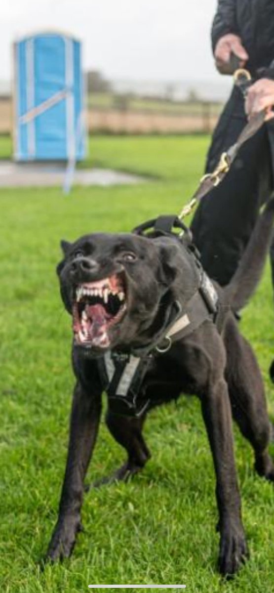 DC_PoliceDogs's tweet photo. TPD Bond is definitely enjoying his Initial course with handler Ben. I’m not sure our Instructors are enjoying it quite so much when they are having to take his bites. Just completed week 10 with 3 to go. https://t.co/nmZCgOIg3h