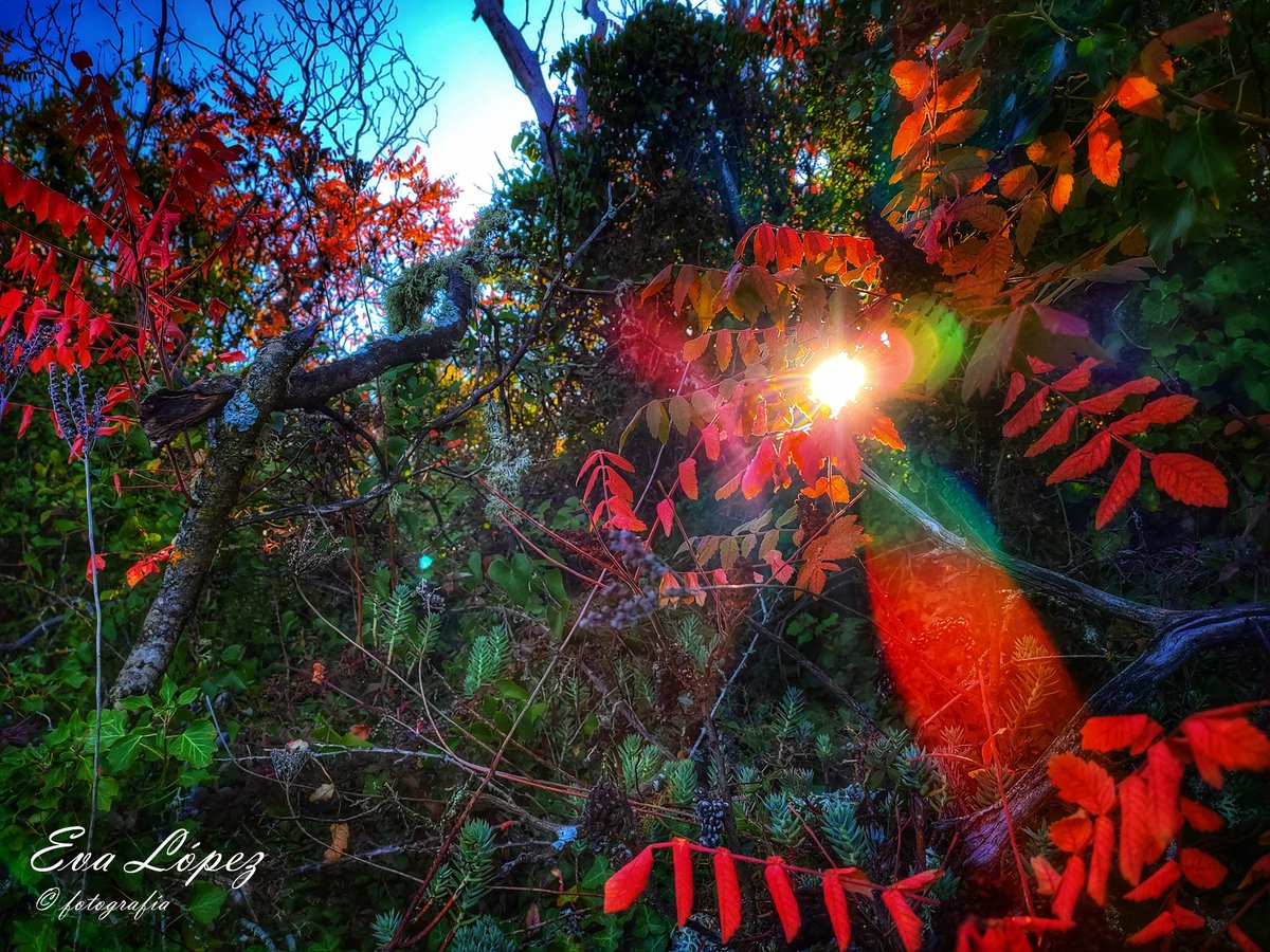 EvaM_Lopez's tweet photo. 🍀13🍀... 🥰
#SábadoSabadete
#LosZumaques
#AlcaláLaReal #Jaén #Andalucía #ruta #sendero #vereda #camino #zumaques #otoño🍁 #Noviembre #paisaje #landscape #campo #senderismo #naturaleza https://t.co/hUaSenk5cf