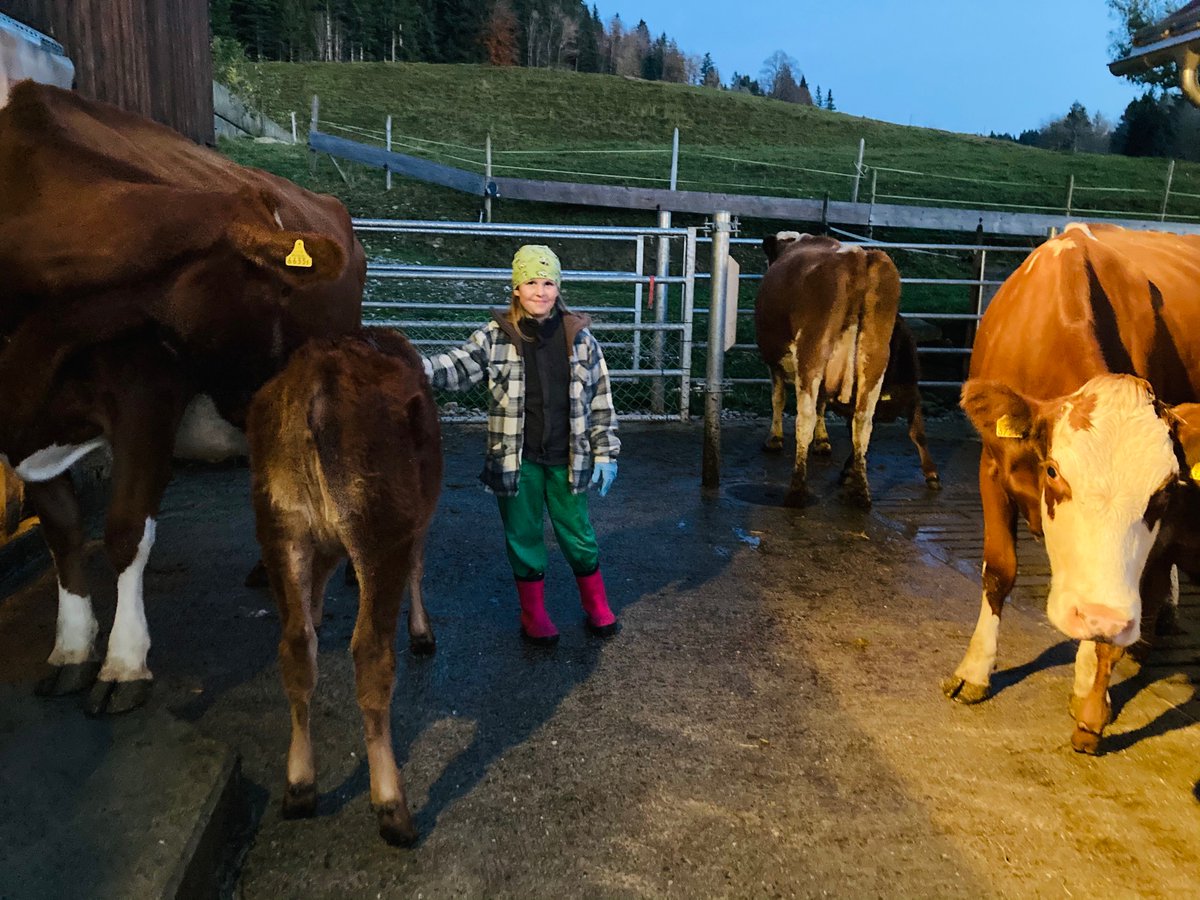Am #Zukunftstag haben auch #MuKa-Höfe mitgemacht - diesen jungen Leuten wird es nicht mehr fremd erscheinen, die Kälbchen bei der Milchkuh saugen zu lassen...