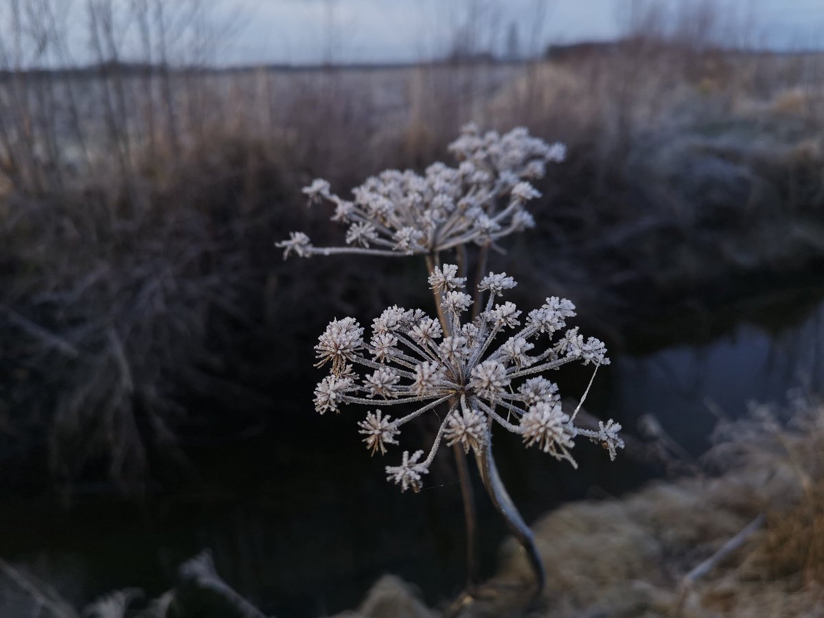 Marraskuun iloja: sokerijuurikaspelto jäässä ja koiralenkki alkaa helposti takapihalta. Lisäksi luonnon taulut maalattu. ❤️Mistäs te saatte marraskuun pieni iloja? #pienetilot